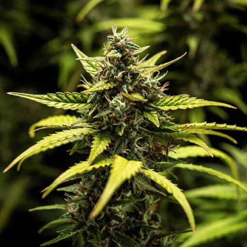Royal Queen Seeds NYC Sour D Auto - Afbeelding 5