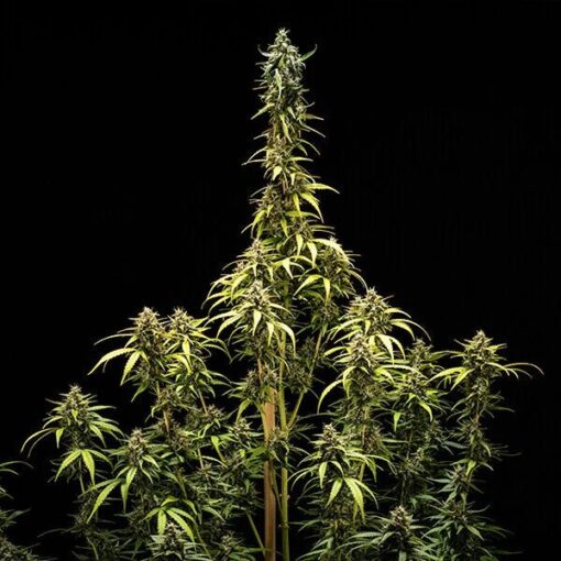 Royal Queen Seeds NYC Sour D Auto - Afbeelding 6