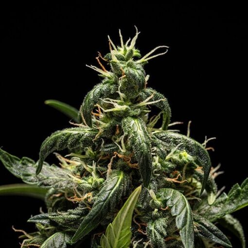 Royal Queen Seeds NYC Sour D Auto - Afbeelding 7