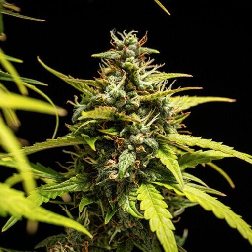 Royal Queen Seeds NYC Sour D Auto - Afbeelding 8