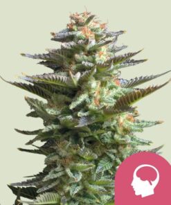 Royal Queen Seeds Amnesia Haze