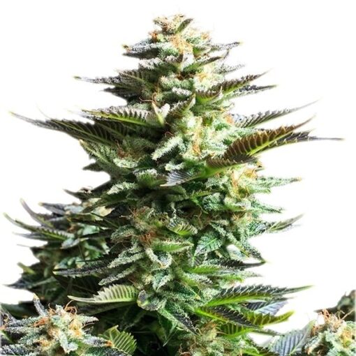 Royal Queen Seeds Amnesia Haze - Afbeelding 4