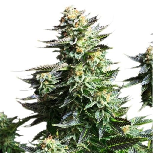 Royal Queen Seeds Amnesia Haze - Afbeelding 5