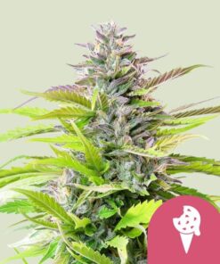 Royal Queen Seeds Cookies Gelato