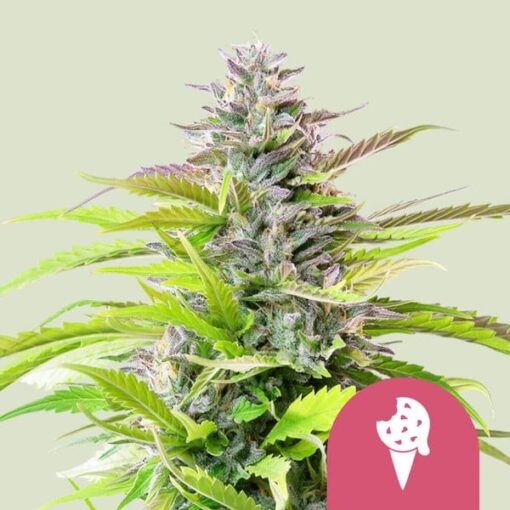 Royal Queen Seeds Cookies Gelato