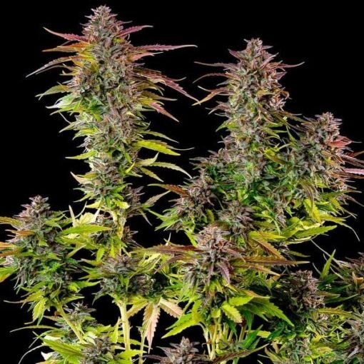 Royal Queen Seeds Cookies Gelato - Afbeelding 5