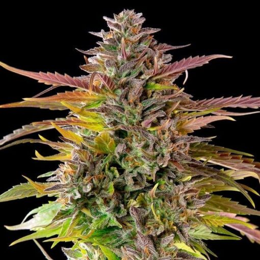 Royal Queen Seeds Cookies Gelato - Afbeelding 6