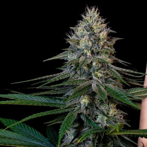 Royal Queen Seeds Cookies Gelato - Afbeelding 8