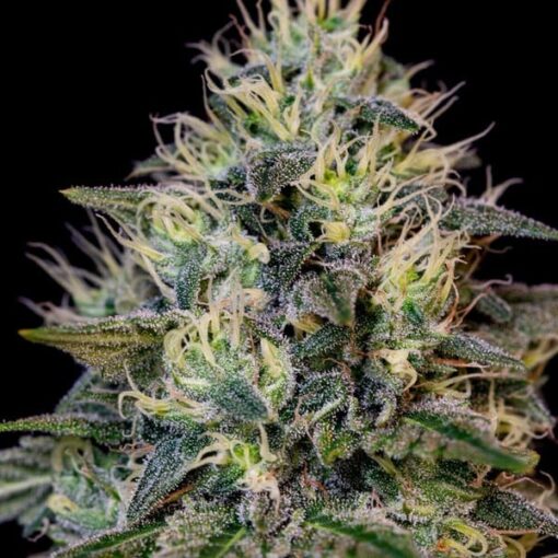 Royal Queen Seeds Cookies Gelato - Afbeelding 9