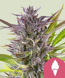 Royal Queen Seeds Green Gelato