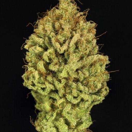 Royal Queen Seeds Green Gelato - Afbeelding 4