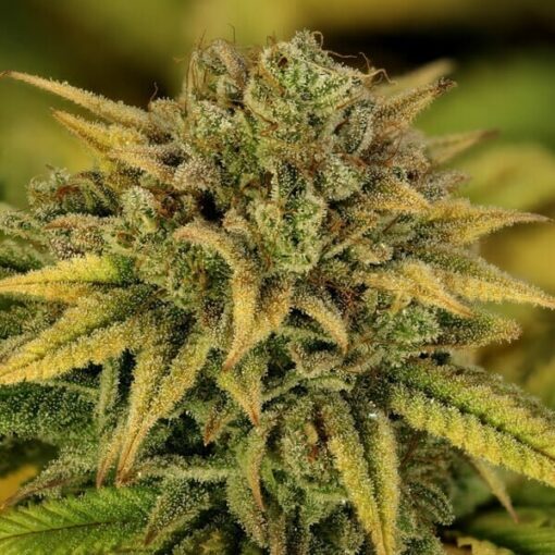 Royal Queen Seeds Green Gelato - Afbeelding 5