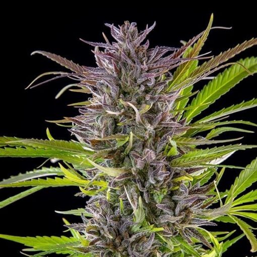 Royal Queen Seeds Green Gelato - Afbeelding 6