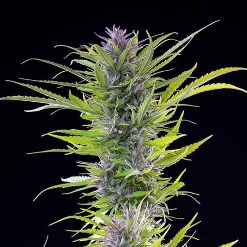 Royal Queen Seeds Green Gelato - Afbeelding 7