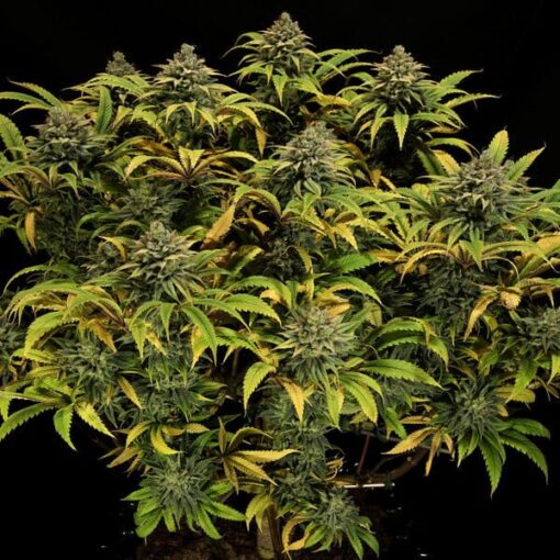 Royal Queen Seeds Green Gelato - Afbeelding 8