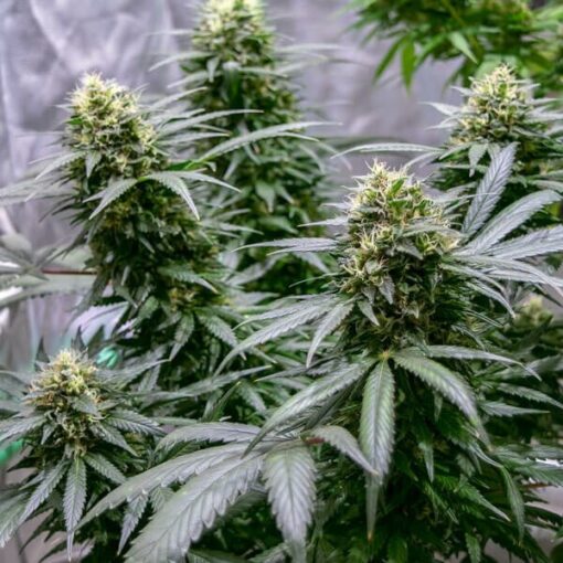 Royal Queen Seeds Green Gelato - Afbeelding 9