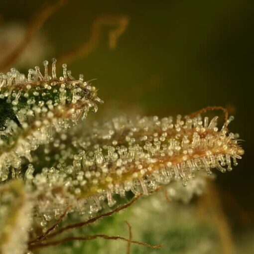 Royal Queen Seeds Green Gelato - Afbeelding 10