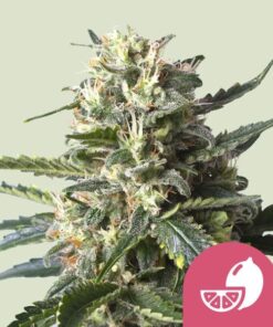 Royal Queen Seeds Lemon Shining Silver Haze