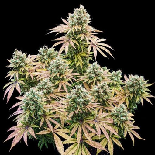 Royal Queen Seeds Lemon Shining Silver Haze - Afbeelding 3