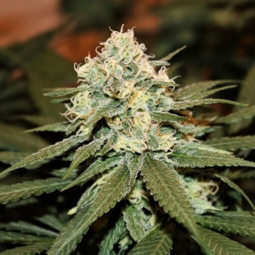 Royal Queen Seeds Lemon Shining Silver Haze - Afbeelding 4