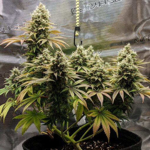 Royal Queen Seeds Lemon Shining Silver Haze - Afbeelding 5