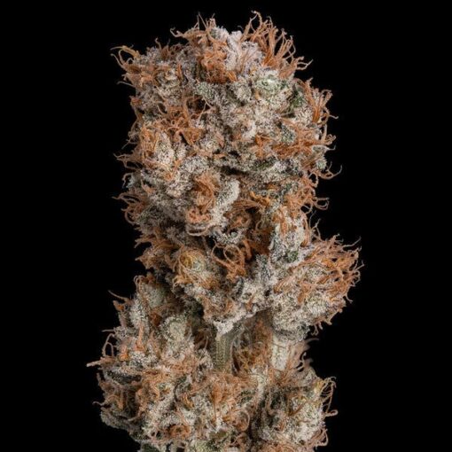 Royal Queen Seeds Lemon Shining Silver Haze - Afbeelding 6