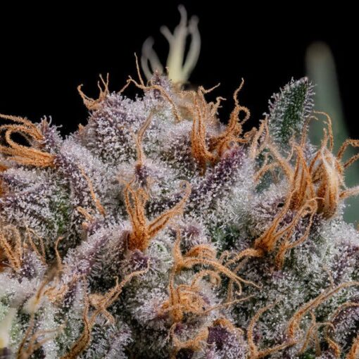 Royal Queen Seeds Lemon Shining Silver Haze - Afbeelding 7