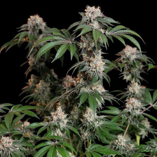 Royal Queen Seeds Lemon Shining Silver Haze - Afbeelding 8