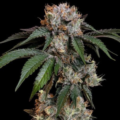Royal Queen Seeds Lemon Shining Silver Haze - Afbeelding 9