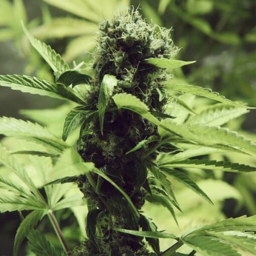 Royal Queen Seeds Northern Light - Afbeelding 4