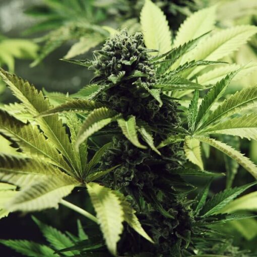 Royal Queen Seeds Northern Light - Afbeelding 5
