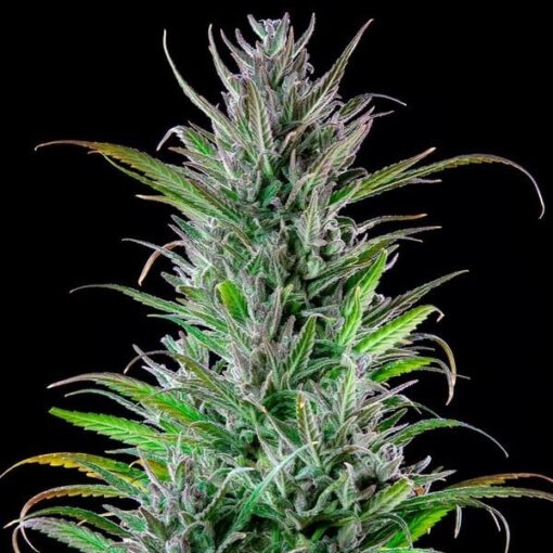 Royal Queen Seeds Northern Light - Afbeelding 6