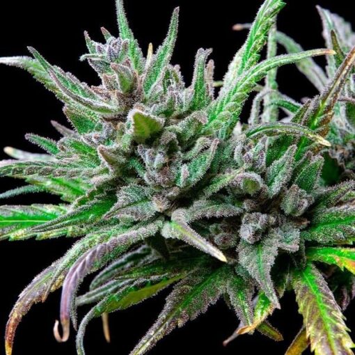 Royal Queen Seeds Northern Light - Afbeelding 7