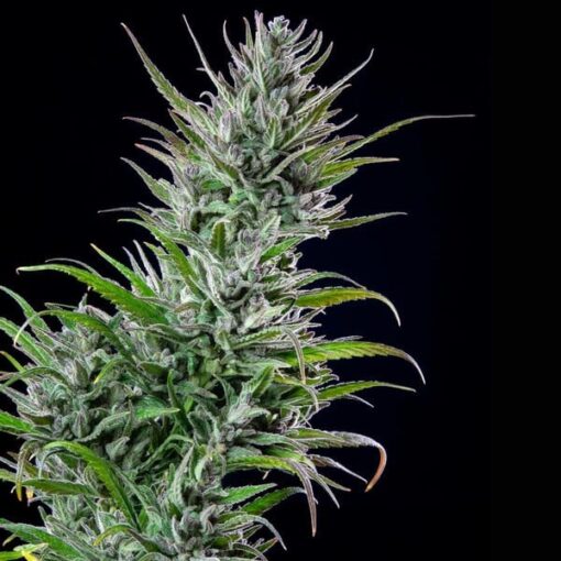 Royal Queen Seeds Northern Light - Afbeelding 8
