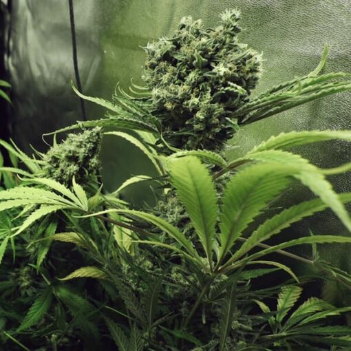 Royal Queen Seeds Northern Light - Afbeelding 9