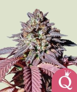 Royal Queen Seeds Purple Queen