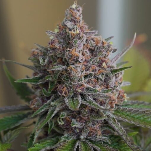 Royal Queen Seeds Purple Queen - Afbeelding 5