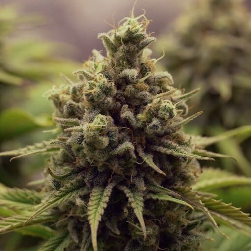 Royal Queen Seeds Purple Queen - Afbeelding 6