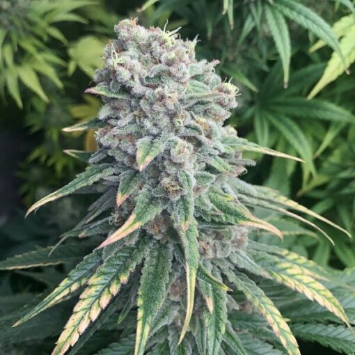 Royal Queen Seeds Purple Queen - Afbeelding 7