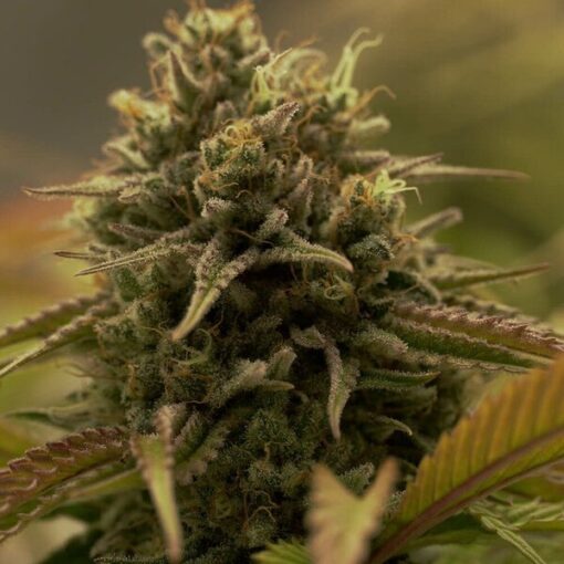 Royal Queen Seeds Purple Queen - Afbeelding 10
