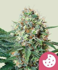 Royal Queen Seeds Royal Cookies “Girl scout cookies”