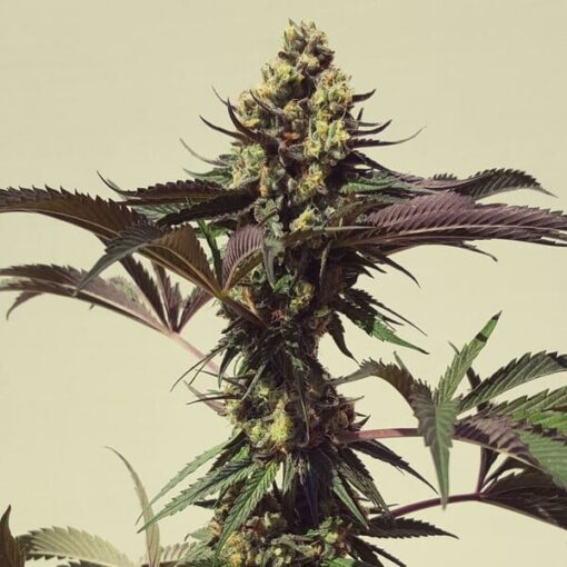 Royal Queen Seeds Royal Cookies “Girl scout cookies” - Afbeelding 3