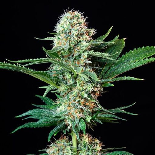 Royal Queen Seeds Royal Cookies “Girl scout cookies” - Afbeelding 5