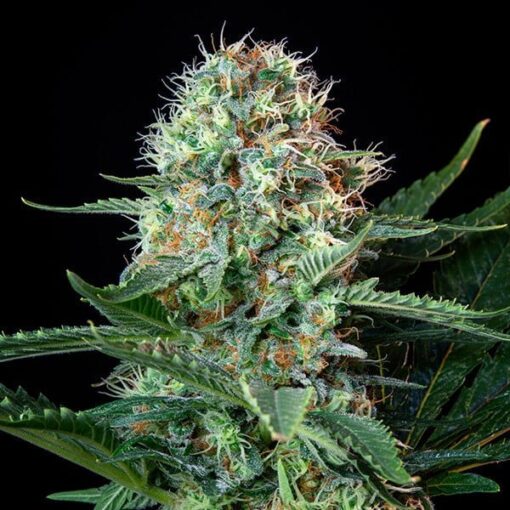 Royal Queen Seeds Royal Cookies “Girl scout cookies” - Afbeelding 6