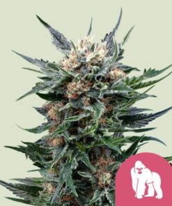 Royal Queen Seeds Royal Gorilla “Original Gorilla Glue”