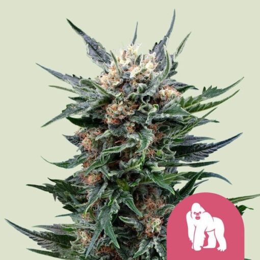Royal Queen Seeds Royal Gorilla “Original Gorilla Glue”