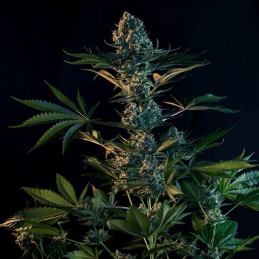 Royal Queen Seeds Royal Gorilla “Original Gorilla Glue” - Afbeelding 3
