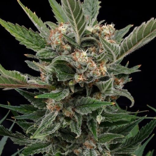 Royal Queen Seeds Royal Gorilla “Original Gorilla Glue” - Afbeelding 4