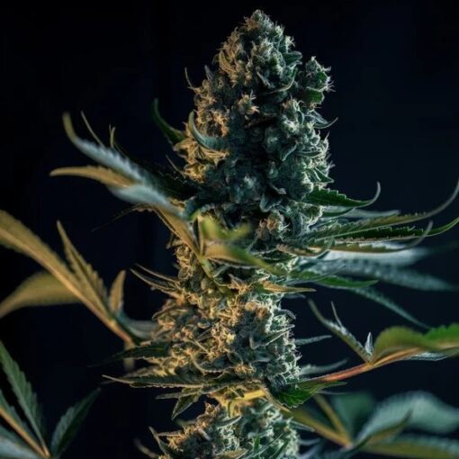 Royal Queen Seeds Royal Gorilla “Original Gorilla Glue” - Afbeelding 5