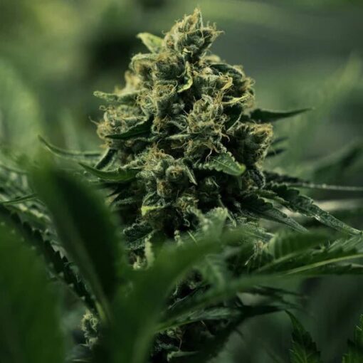 Royal Queen Seeds Royal Gorilla “Original Gorilla Glue” - Afbeelding 6